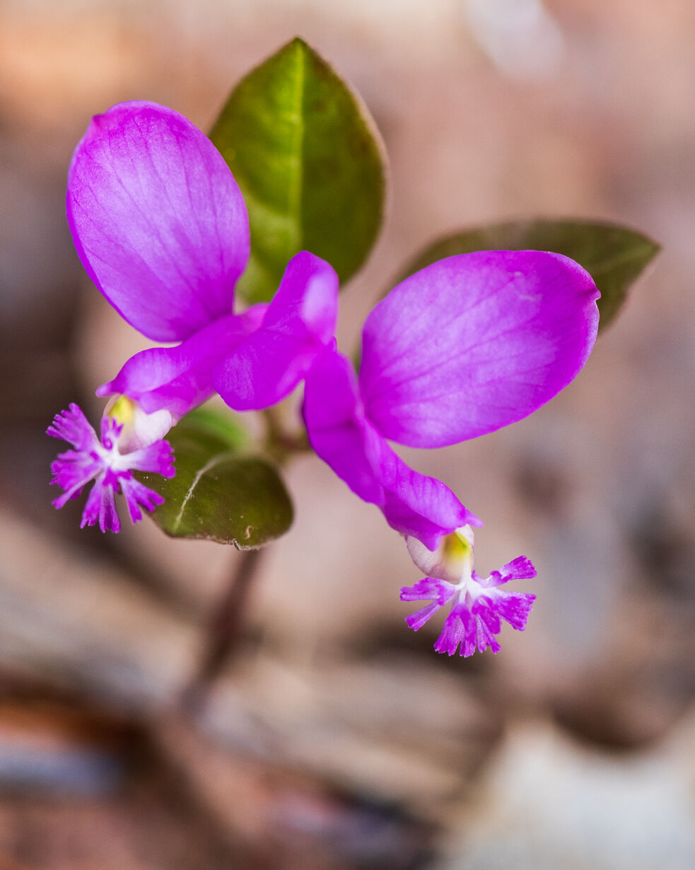 Spivey Gap Wildflowers